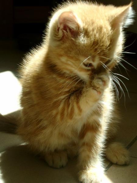 chaton